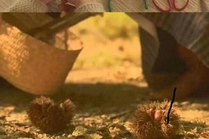 治愈系电影《幸福的面包》